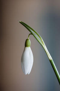 Close-up of white flower buds