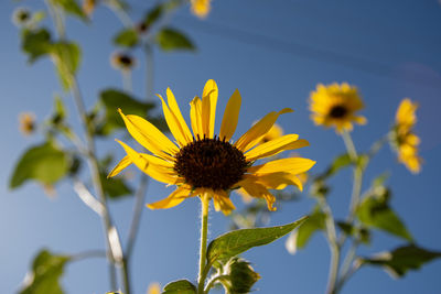 Close-up of yellow flowering plant against sky