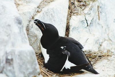 Close-up of black swan on rock