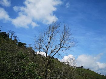 Low angle view of bare trees against sky