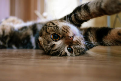 Close-up portrait of cat relaxing on floor at home