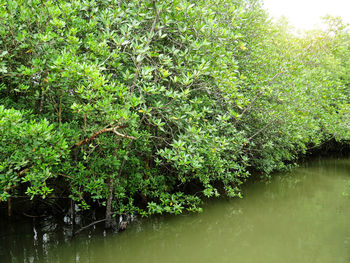 Scenic view of lake in forest