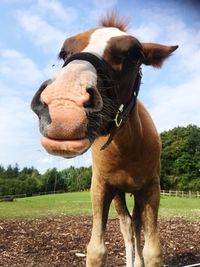 Close-up of a horse on field