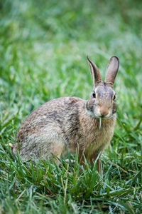 Close-up portrait on rabbit sitting on grassy field