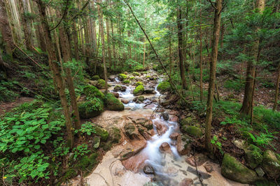 High angle view of waterfall in forest