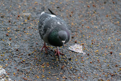 High angle view of pigeon perching on a land