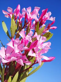 Close-up of pink flowering plant against blue sky