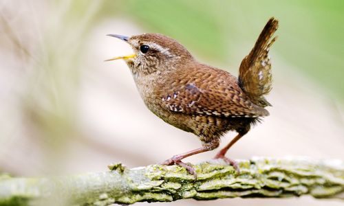 Close-up of bird perching on plant