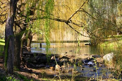 Scenic view of lake in forest