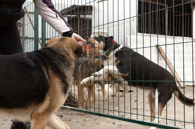 pet