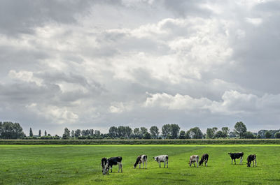 Cows grazing in field under a dramatic sky