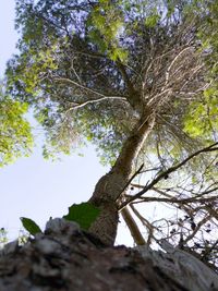 Low angle view of tree against sky