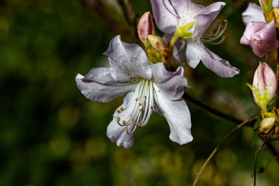 Close-up of white flowering plant