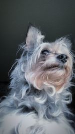 Close-up portrait of dog