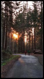 Rear view of people walking on road amidst trees in forest