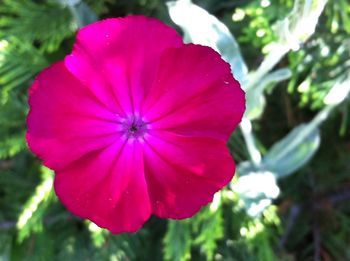 Close-up of pink flower