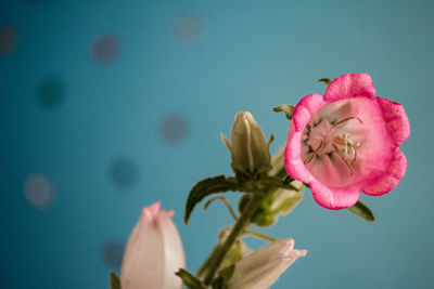 Close-up of pink rose flower