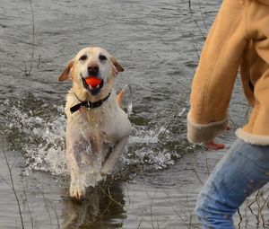 Dog standing in water