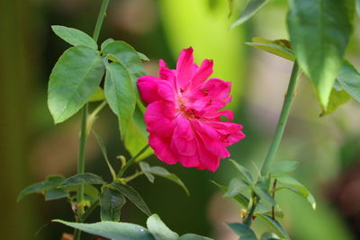 Close-up of pink flowering plant