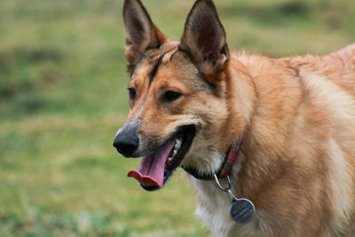 Close-up of dog yawning