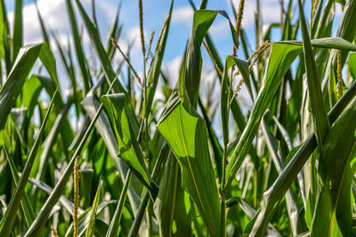 Close-up of fresh green plants on field