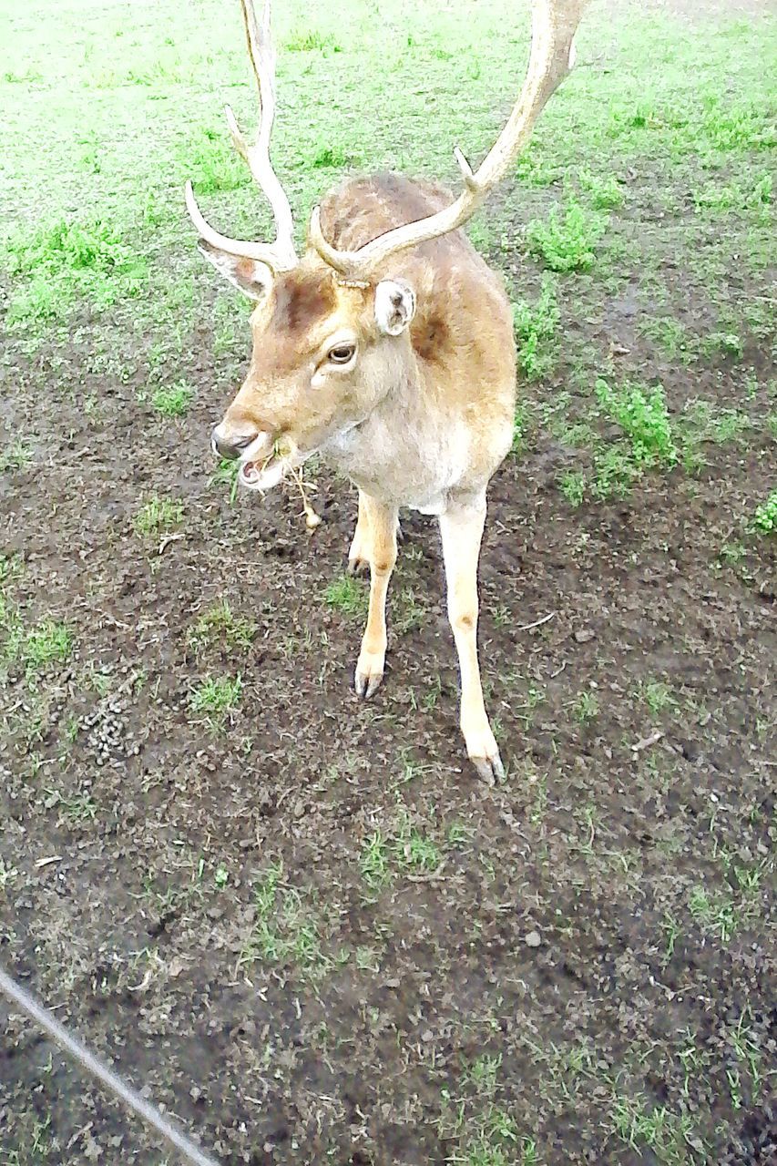 animal themes, grass, one animal, mammal, animals in the wild, wildlife, field, full length, standing, deer, high angle view, young animal, nature, no people, forest, outdoors, day, tree trunk, grassy, brown