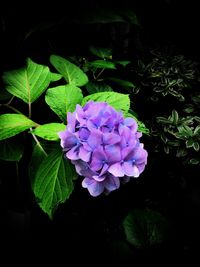 Close-up of purple flowers