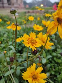 Close-up of yellow flowering plant on field