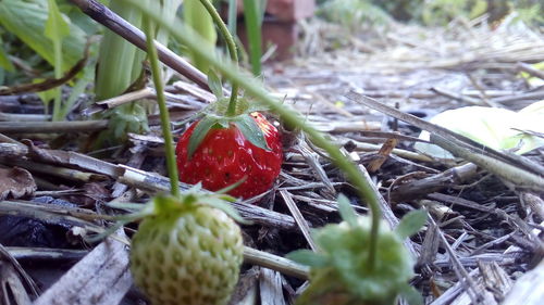 Close-up of strawberry growing on field