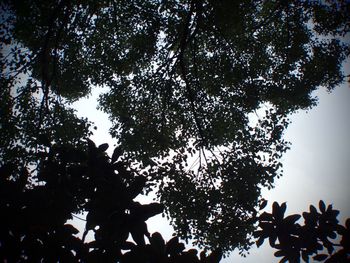 Low angle view of tree against sky