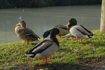 Mallard ducks on a land