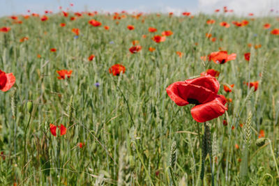 Close-up of red poppy flowers on field