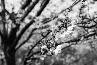 Close-up of flowers on branch