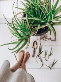 Low section of person standing by plants