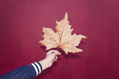 Close-up of hand holding maple leaf