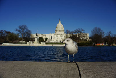 Close-up of seagull perching against clear sky in front of the capitol building, washington, dc, usa