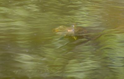 High angle view of fish swimming in lake