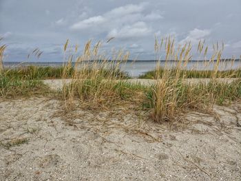 Plants growing on beach against sky