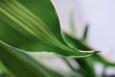 Close-up of green plant