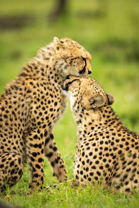 Close-up of cheetah lying grooming seated cub