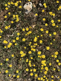 High angle view of yellow flowering plant on field