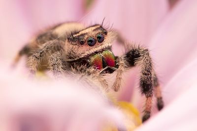  female jumping spider phidippus regius on a beautiful pink flower. macro close-up