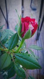 Close-up of red rose