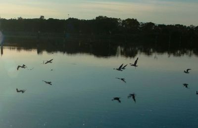 Reflection of birds in water