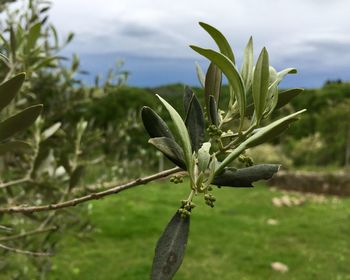 Close-up of plant on field against sky