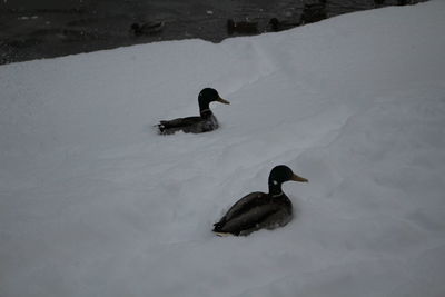 Ducks swimming in lake during winter