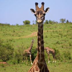 Portrait of a giraffe on landscape
