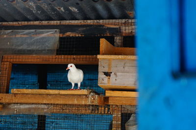 Portrait of seagull perching on wall