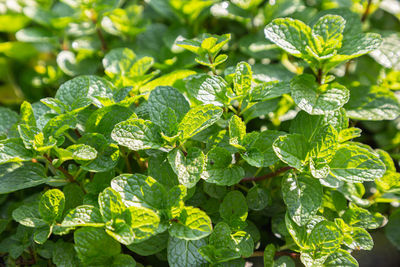 Full frame shot of fresh green leaves