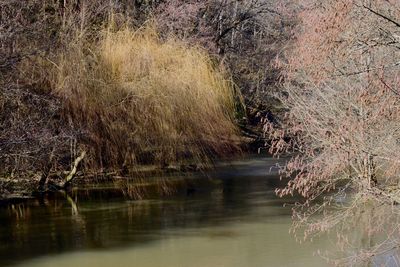 Scenic view of river in forest